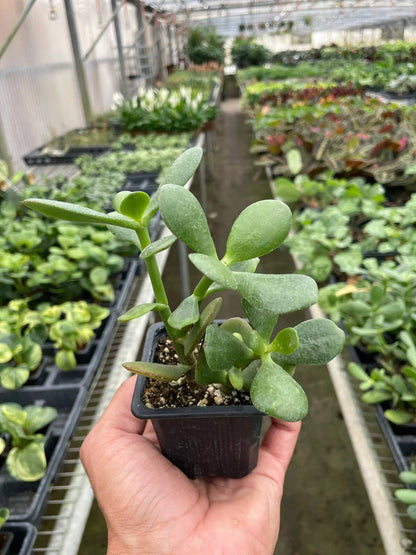 Succulent Crassula 'Jade' - Plantonio