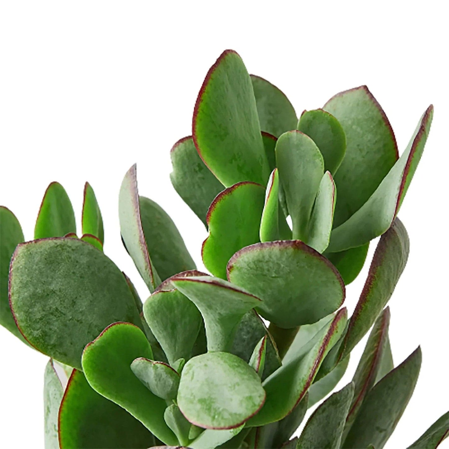 Succulent Crassula 'Silver Dollar' - Plantonio