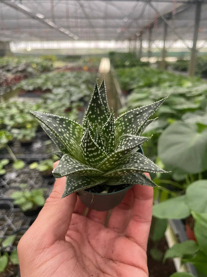 Succulent Gasteria Durban - Plantonio