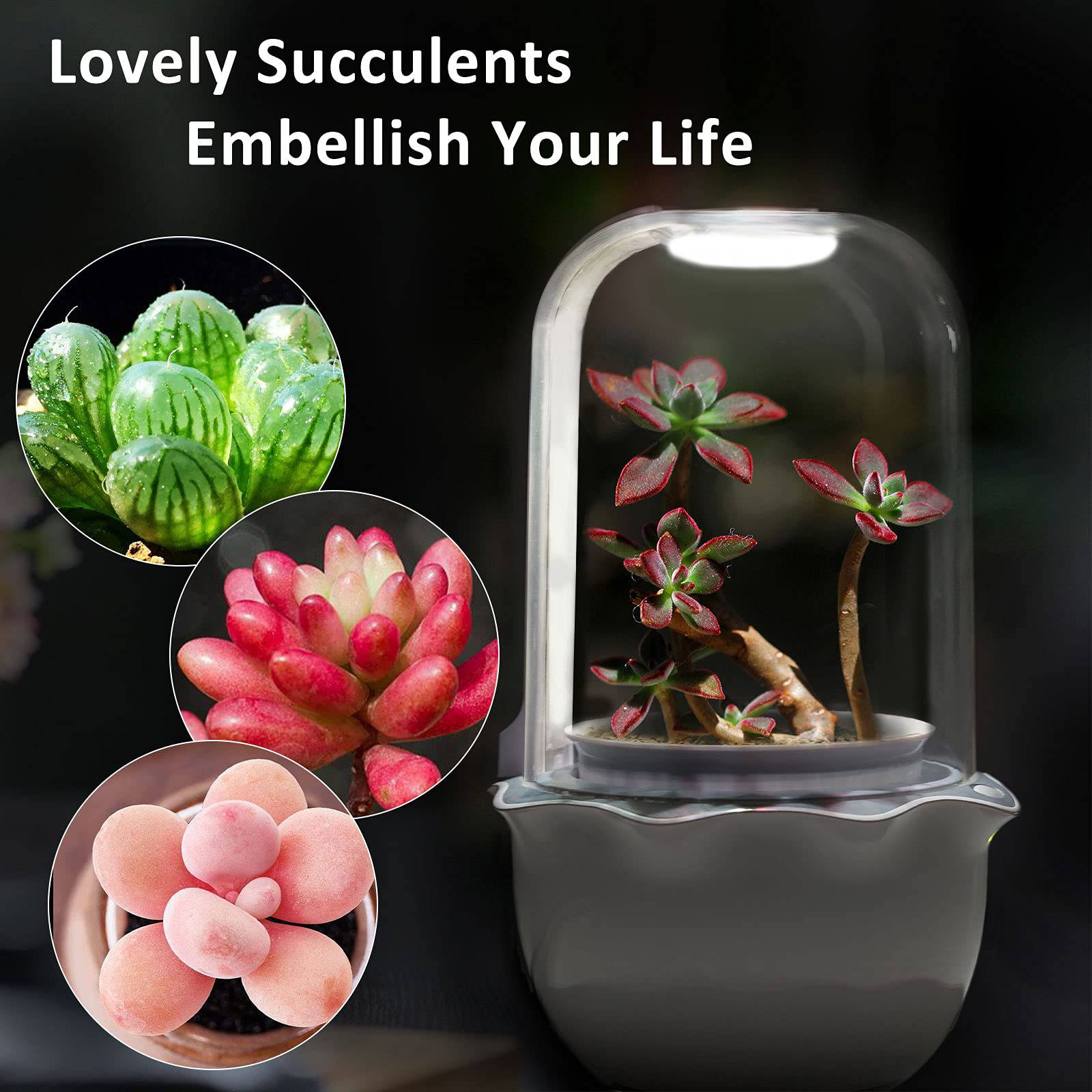 Succulent Pot with Grow Light,Smart Venus Fly Trap Terrarium Planter with Timer&Fan, Indoor Plant Pots with Drainage Hole for carnivorous plants, Persian Violet,Sundew Moss,Flytra,Cactus(No Plant) - Plantonio