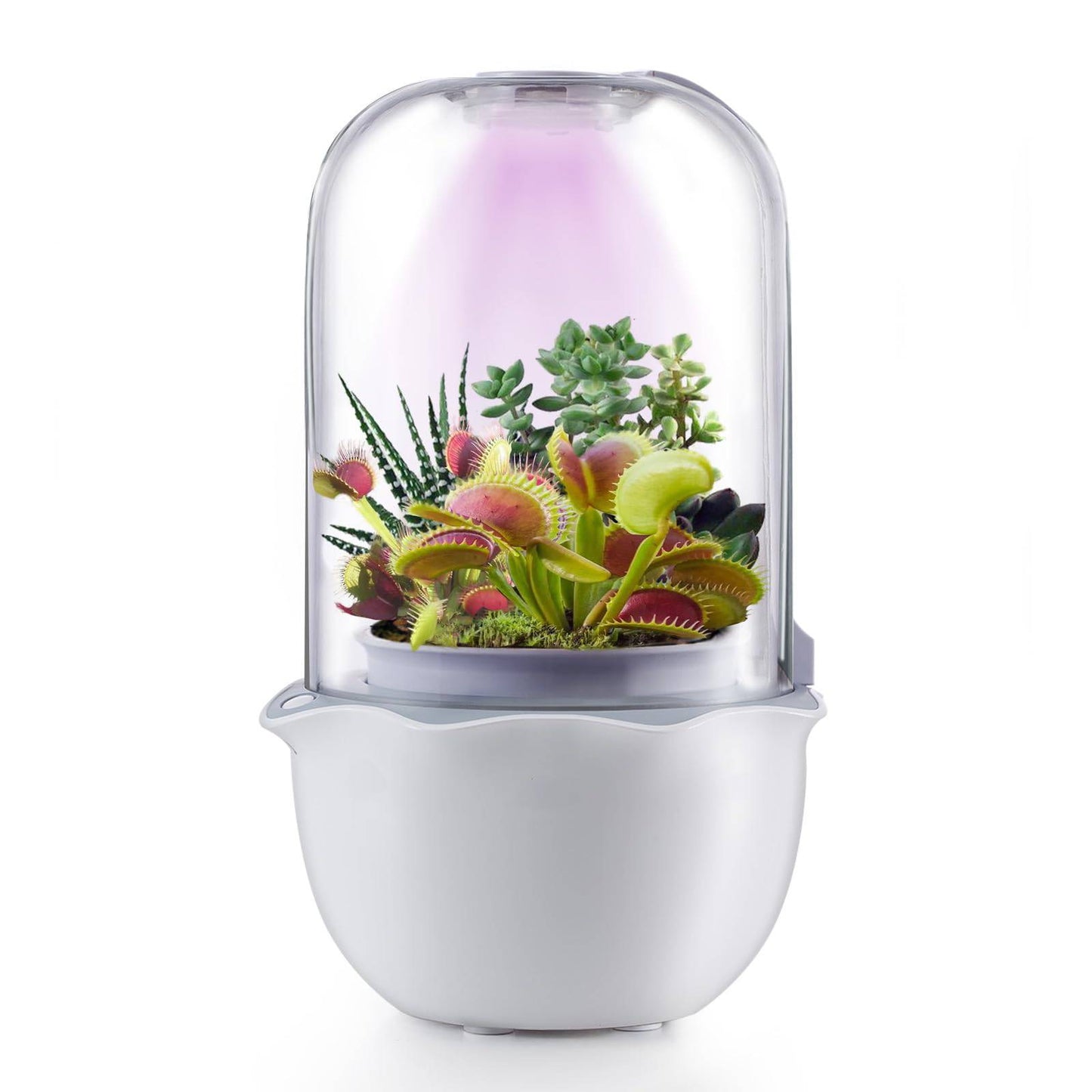 Succulent Pot with Grow Light,Smart Venus Fly Trap Terrarium Planter with Timer&Fan, Indoor Plant Pots with Drainage Hole for carnivorous plants, Persian Violet,Sundew Moss,Flytra,Cactus(No Plant) - Plantonio