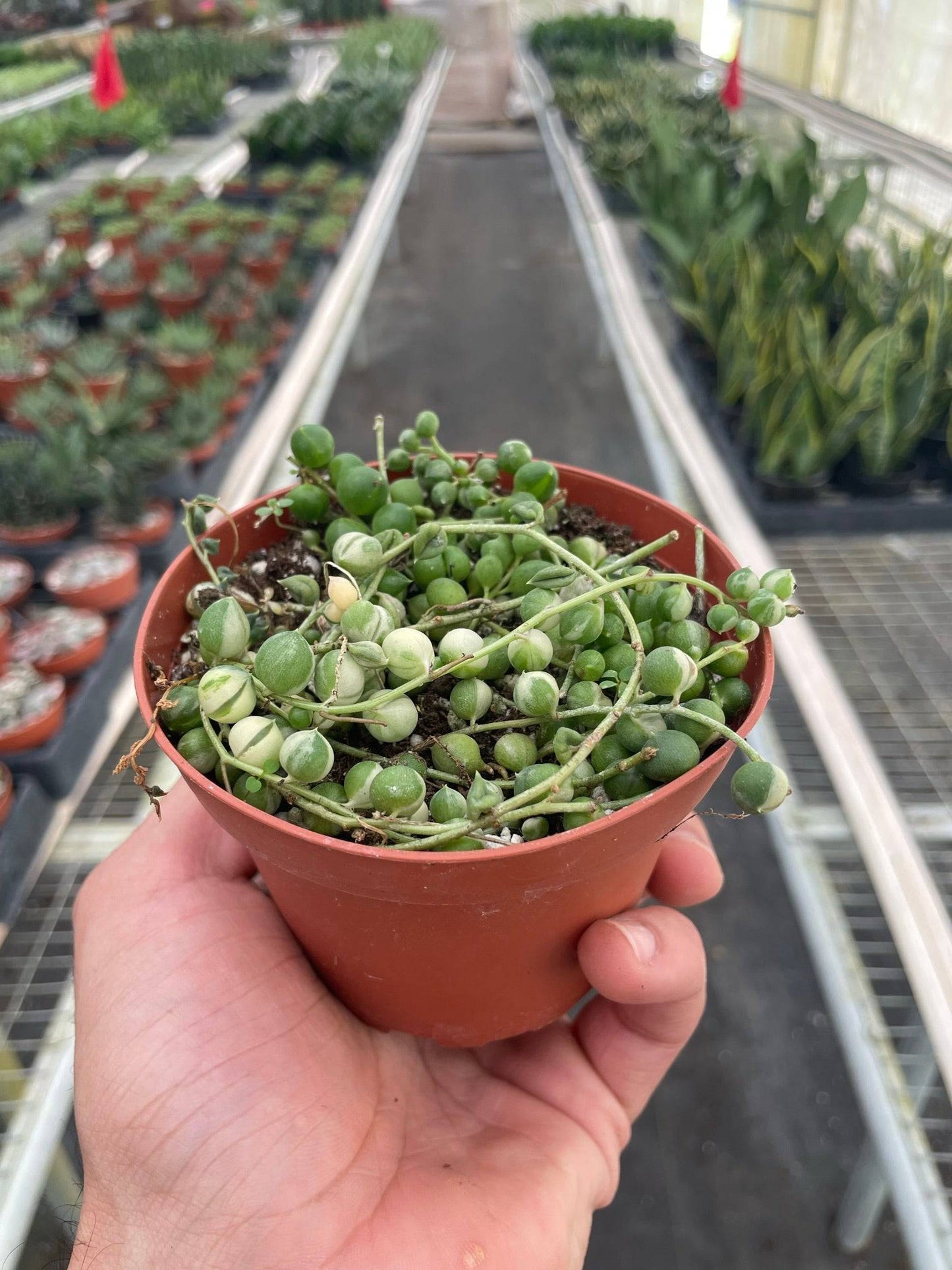 Succulent 'String of Pearls' Variegated - Plantonio