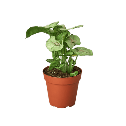 Syngonium Cream -  4" Pot - Plantonio