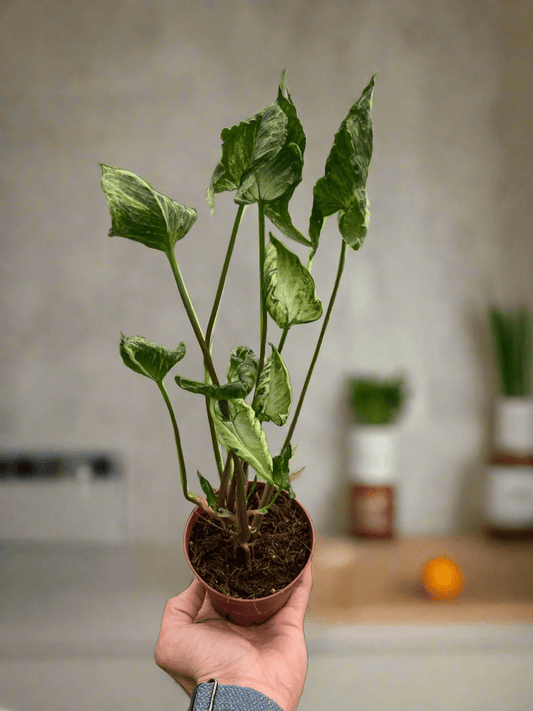 Syngonium 'Godzilla' - Plantonio