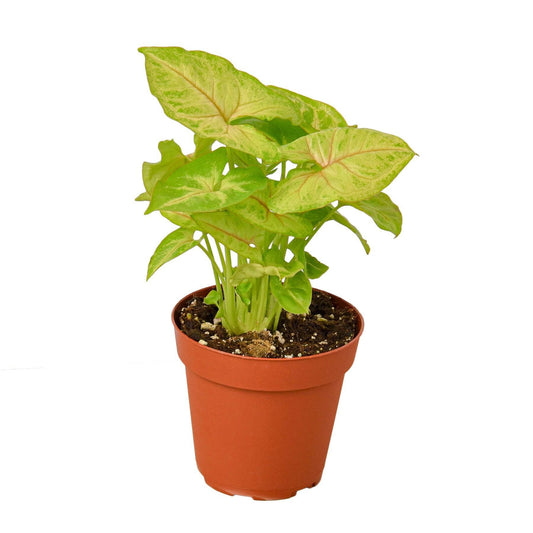 Syngonium Gold -  4" Pot - Plantonio