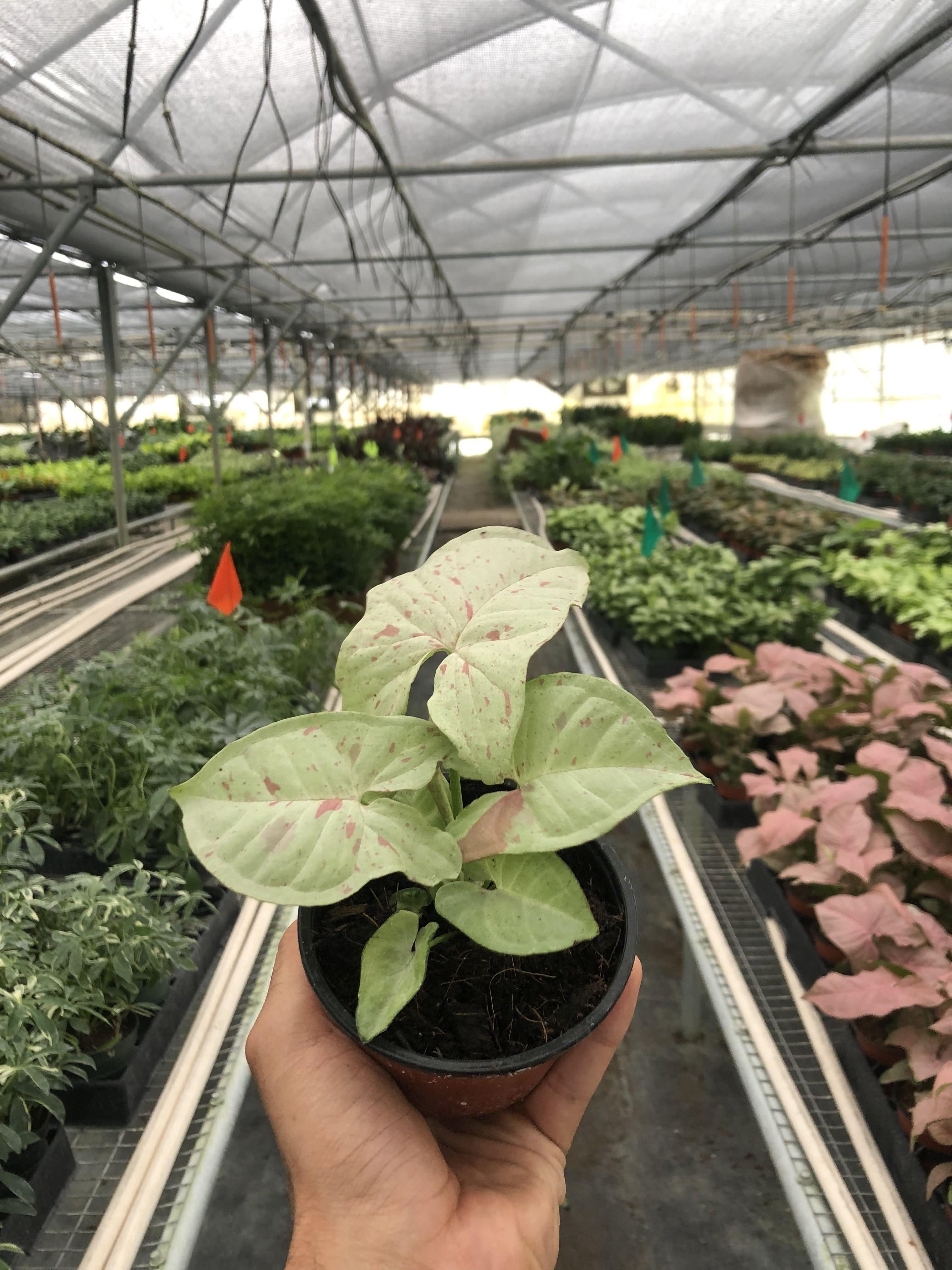 Syngonium 'Milk Confetti' - Plantonio