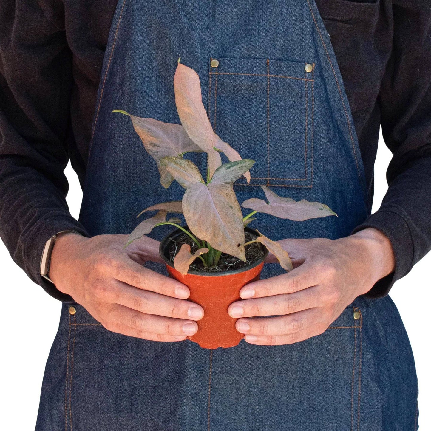 Syngonium 'Pink Splash' - 4" Pot - Plantonio