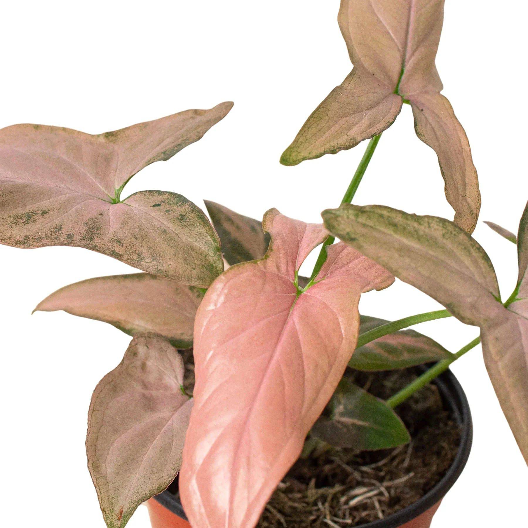 Syngonium 'Pink Splash' - 4" Pot - Plantonio