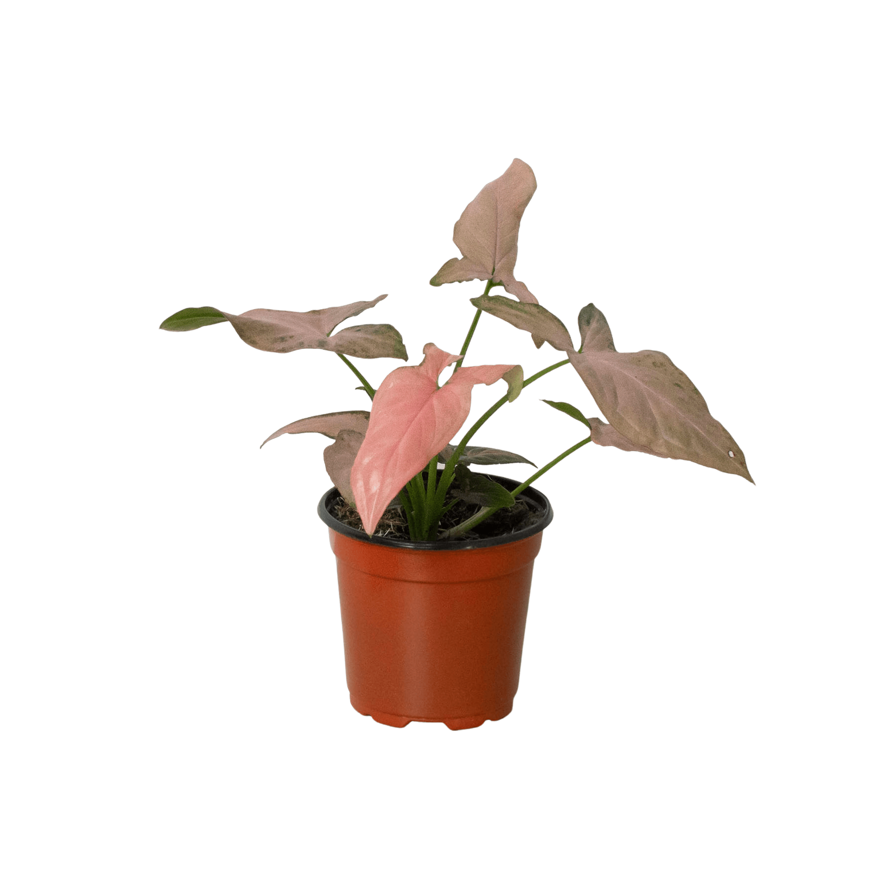 Syngonium 'Pink Splash' - 4" Pot - Plantonio