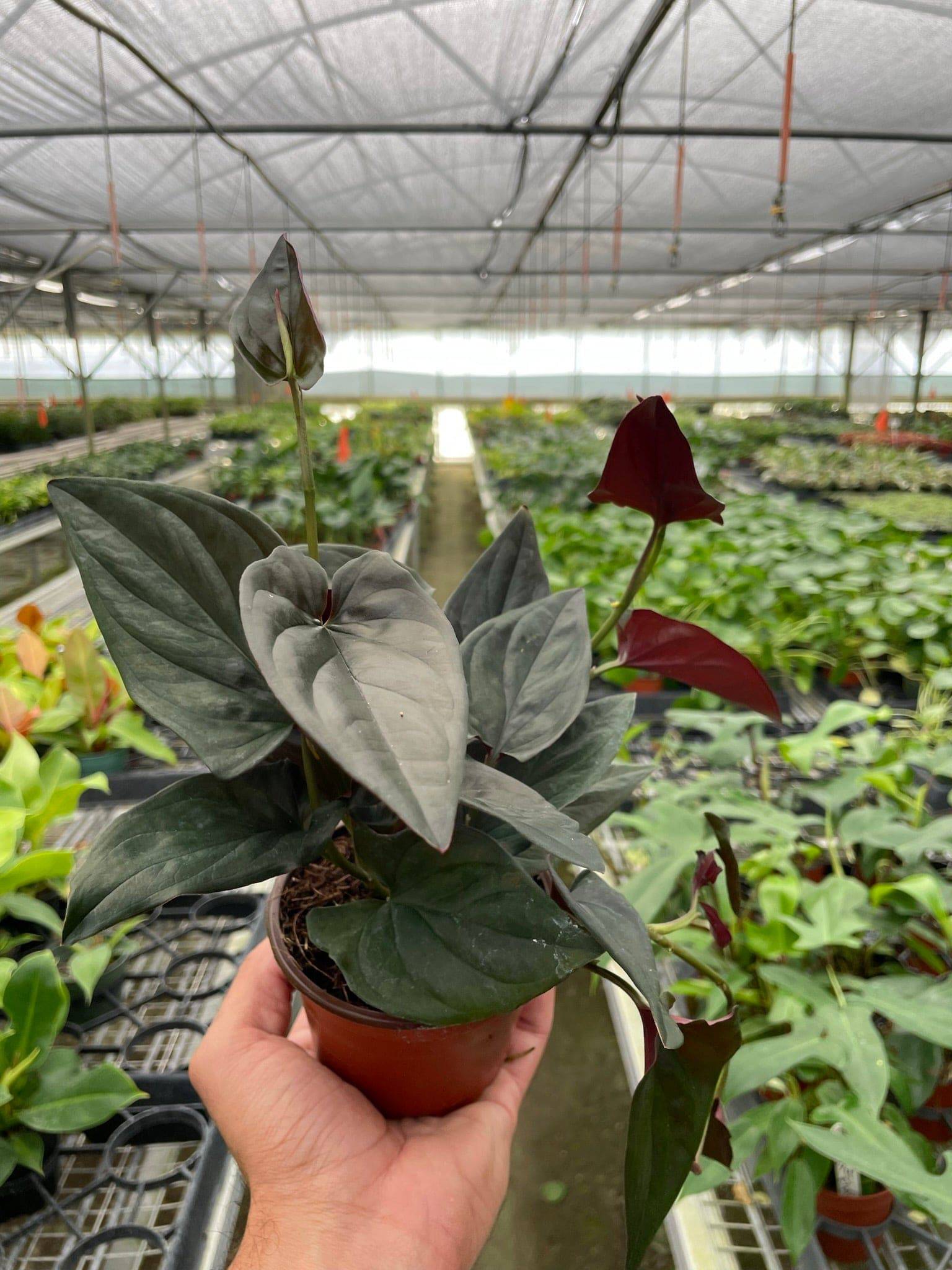 Syngonium 'Red Arrow' - Plantonio