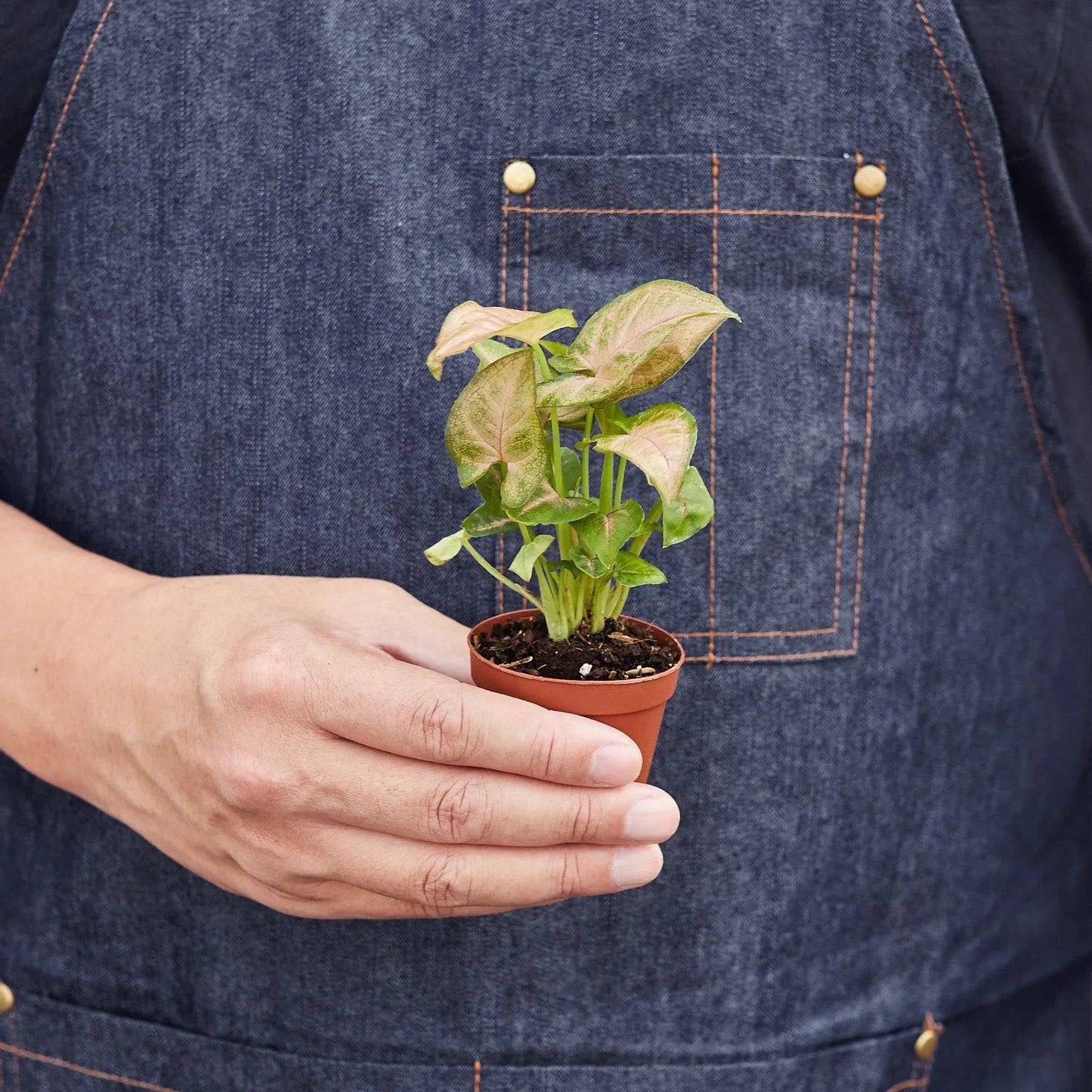 Syngonium Strawberry - Plantonio