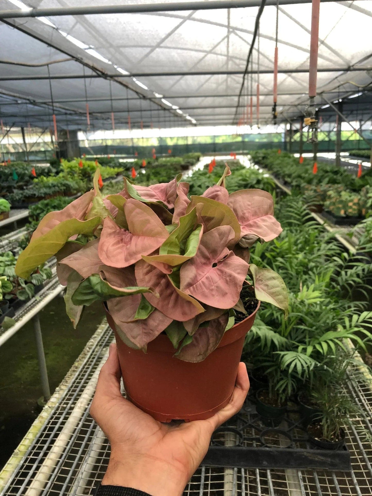 Syngonium Strawberry - Plantonio