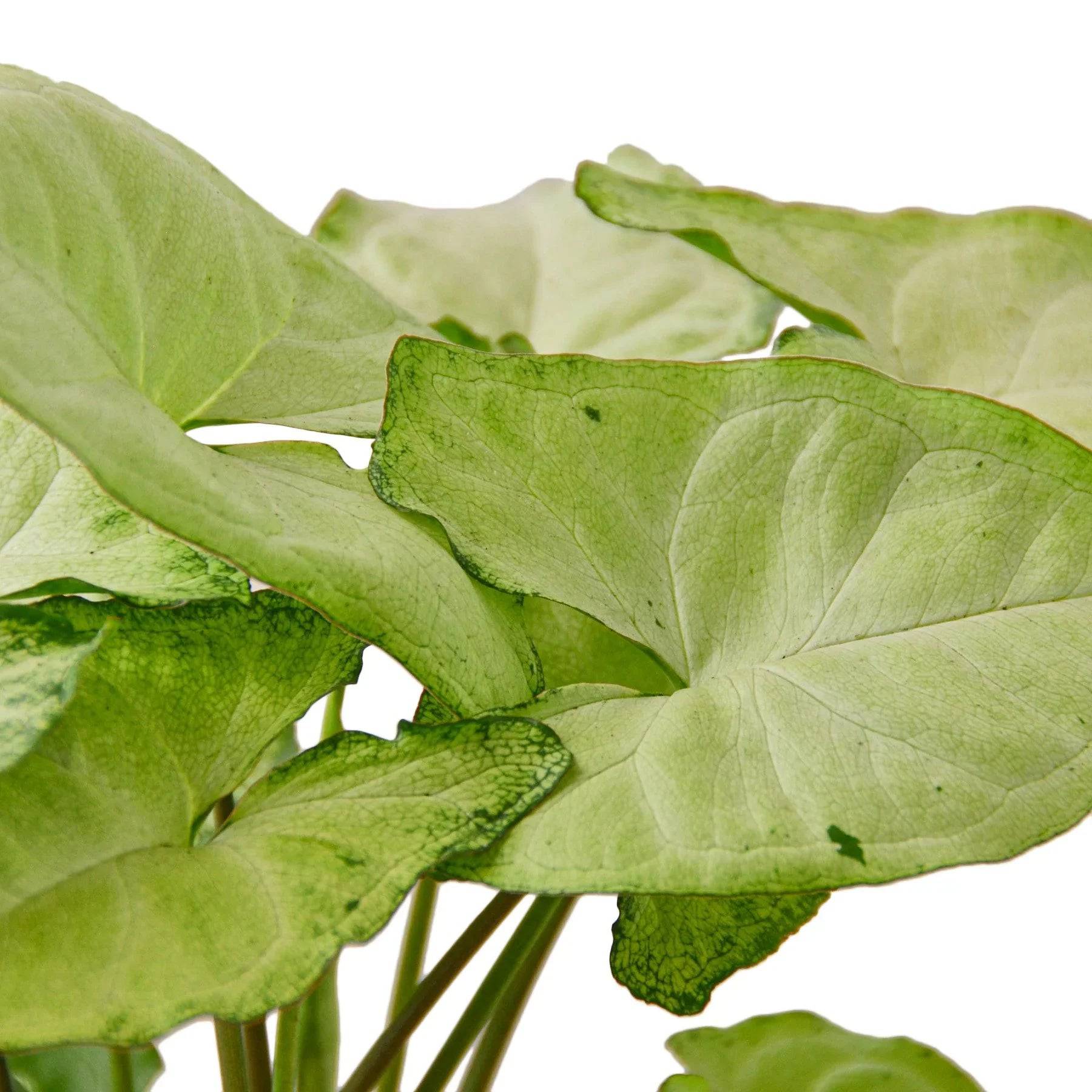 Syngonium White Butterfly - Plantonio