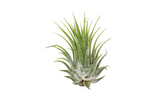 Tillandsia Air Plant Ionantha - 25 Pack - Plantonio