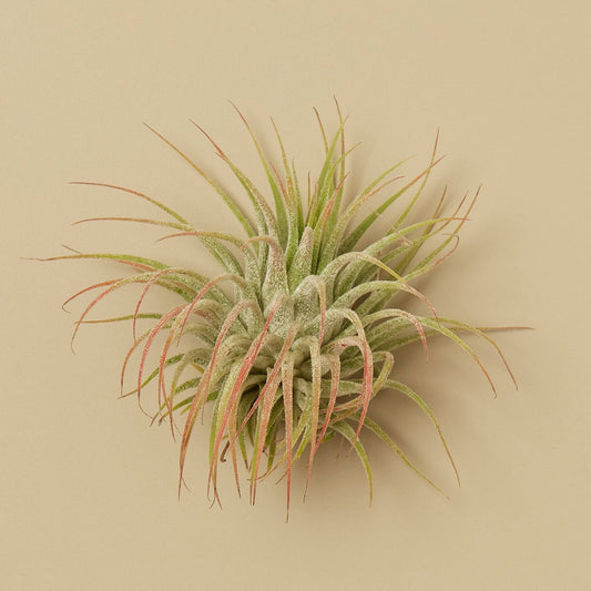 Tillandsia Air Plant Ionantha w/ Fertilizer - Plantonio