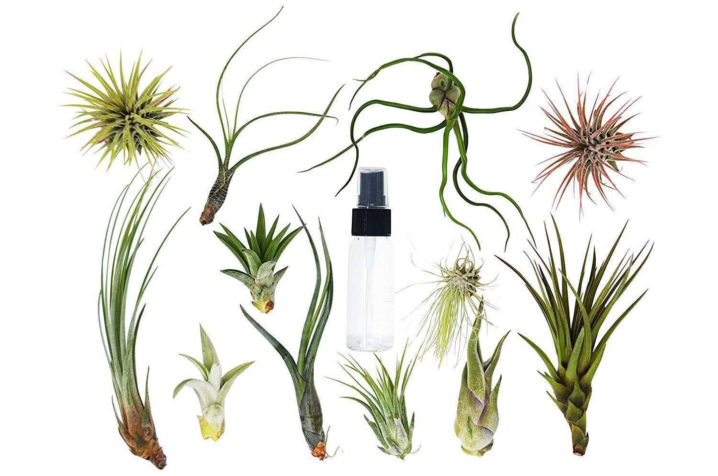 Tillandsia Air Plant Variety Pack w/ Spray Bottle - Plantonio