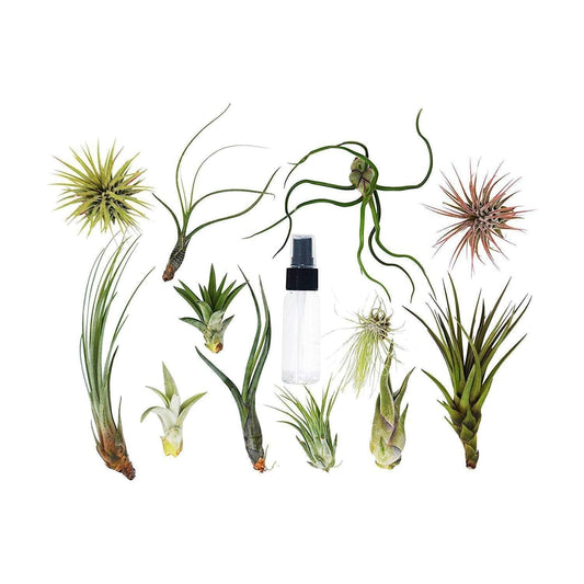 Tillandsia Air Plant Variety w/ Spray - 10 Pack - Plantonio