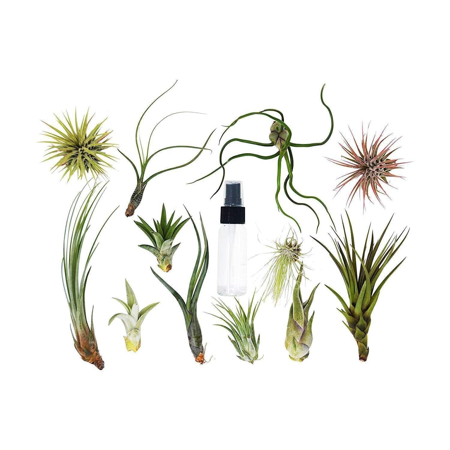 Tillandsia Air Plant Variety w/ Spray - 16 Pack - Plantonio