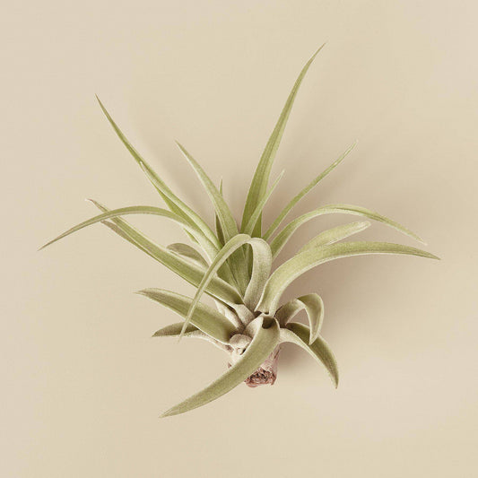 Tillandsia Air Plant Veluntina - Plantonio