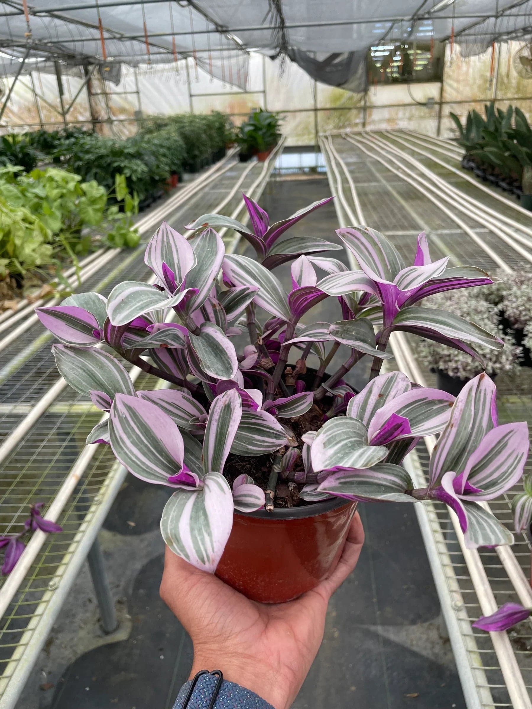 Tradescantia 'Nanouk' - Plantonio