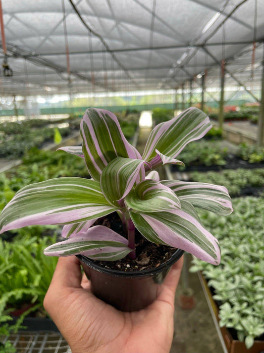 Tradescantia 'Nanouk' - Plantonio