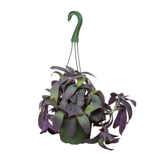 Tradescantia Purple Heart - Plantonio