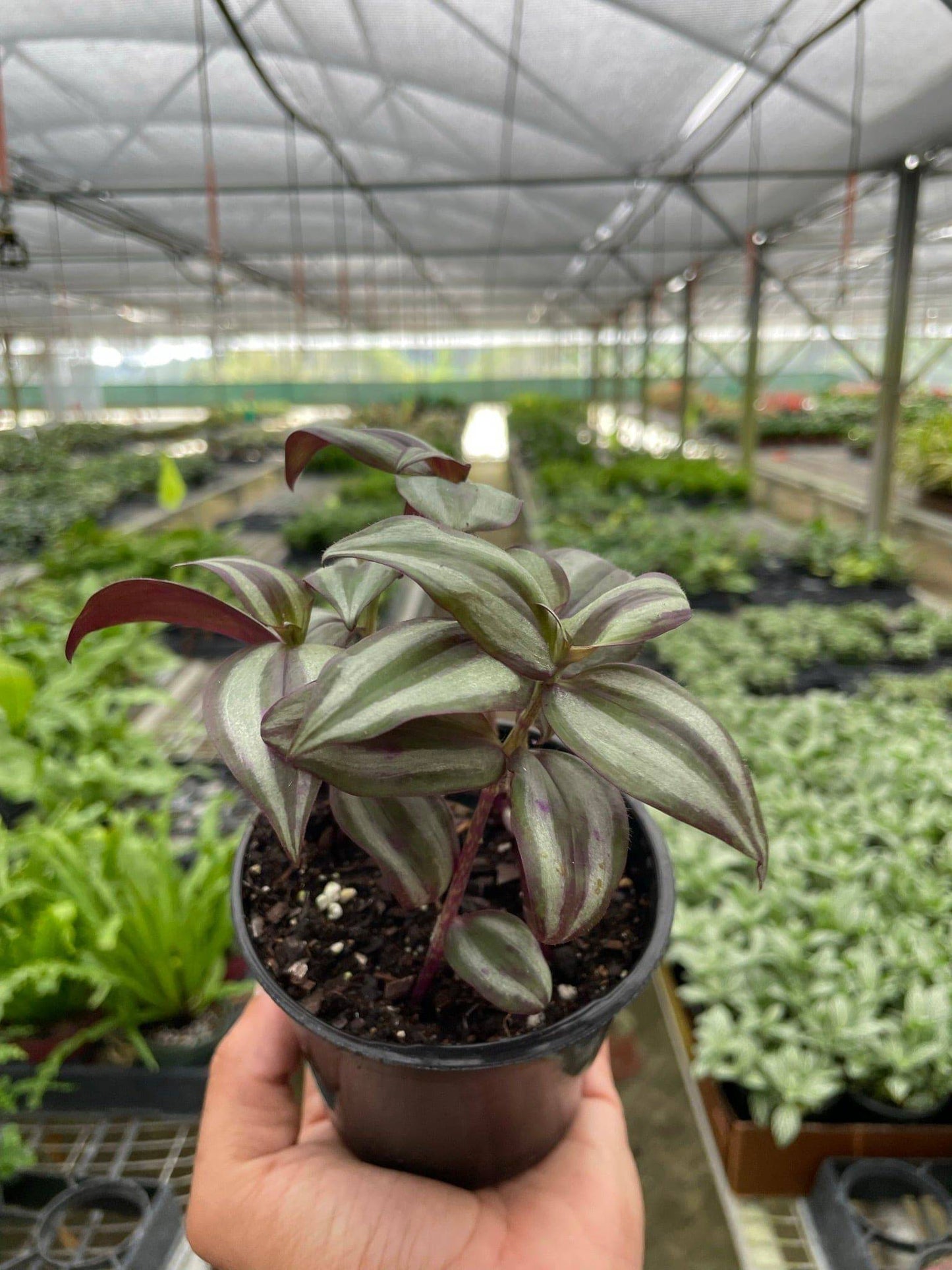 Tradescantia Zebrina 'Wandering Dude' - Plantonio