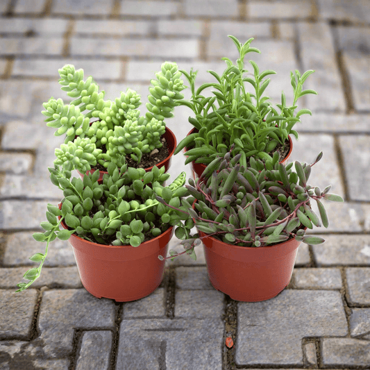 Trailing Succulents - Plantonio