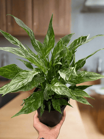 Variegated Spathiphyllum 'Domino' - Plantonio