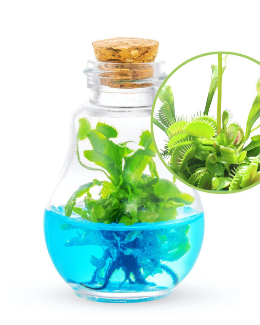 Venus Fly Trap, Grow Your Own Venus Flytrap in a 100% Self Sustaining Glass Terrarium, Maintenance Free, Easy to Grow, Healthy Growth Guarantee - Plantonio