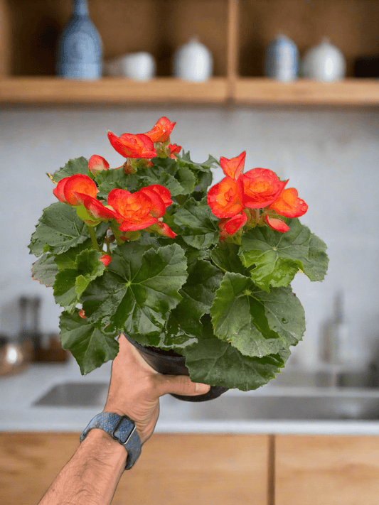 Wax Begonia - Plantonio