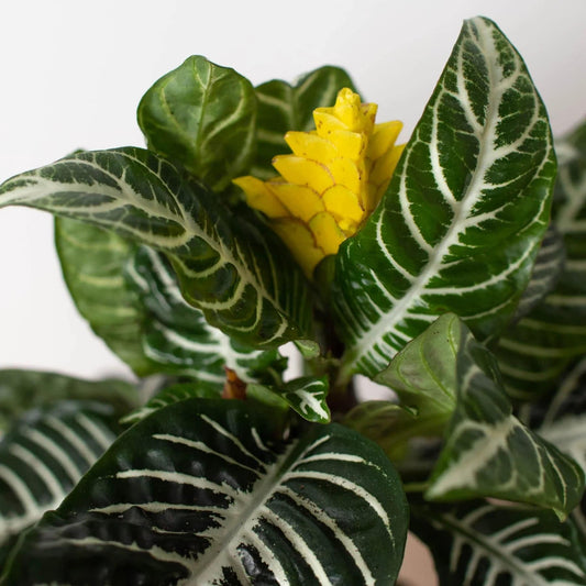 Zebra 'Aphelandra' - Plantonio