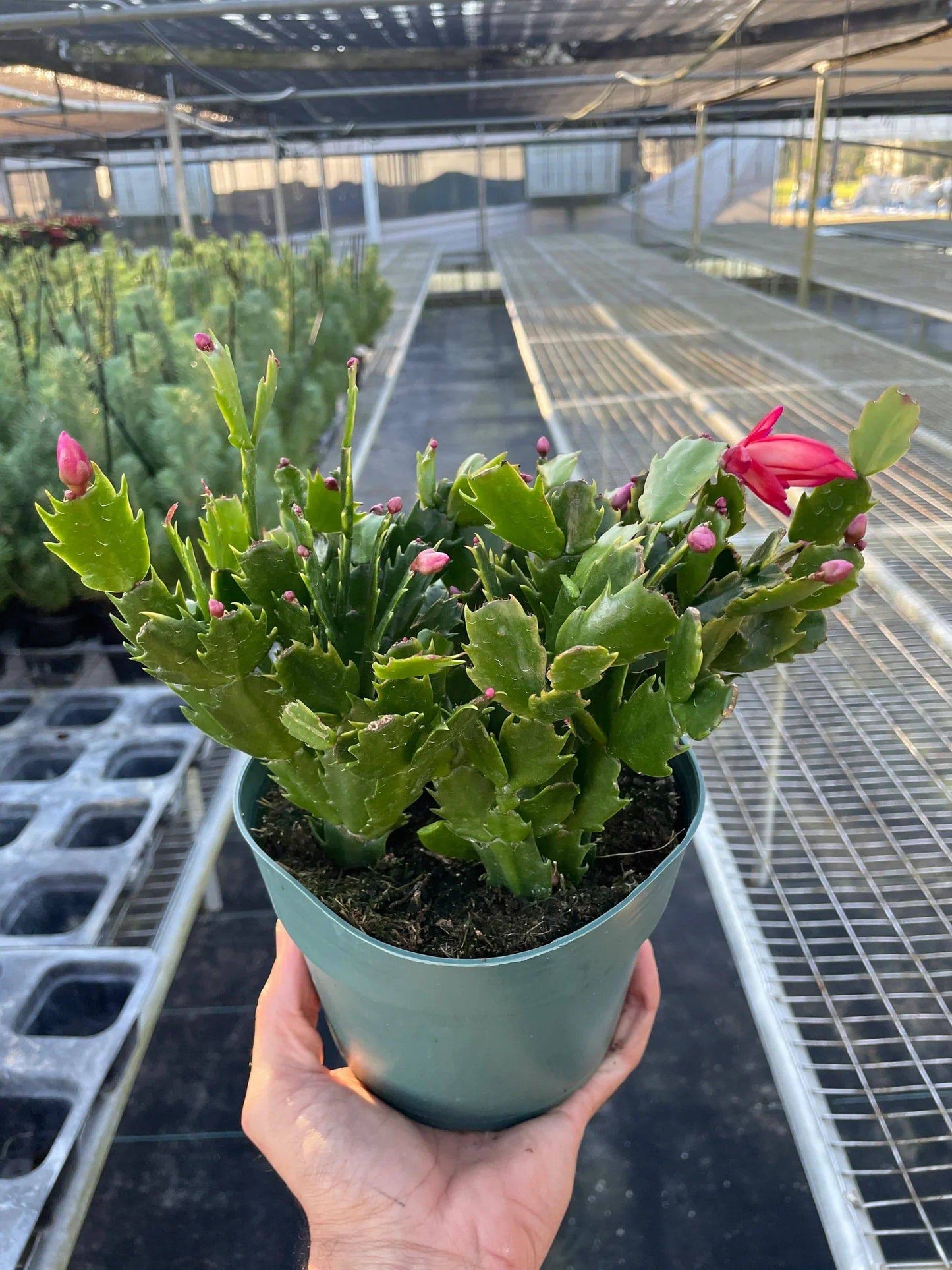 Zygocactus 'Christmas Cactus' - Plantonio