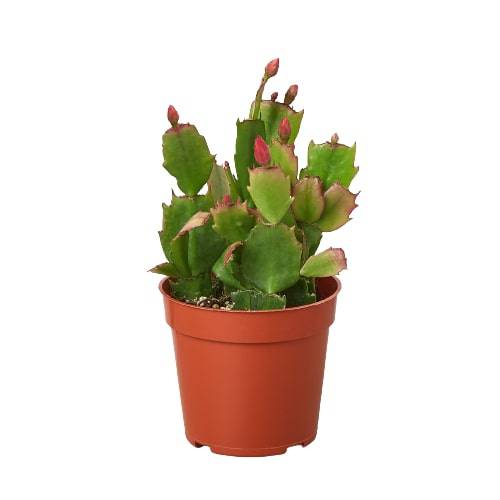 Zygocactus 'Christmas Cactus' - Plantonio