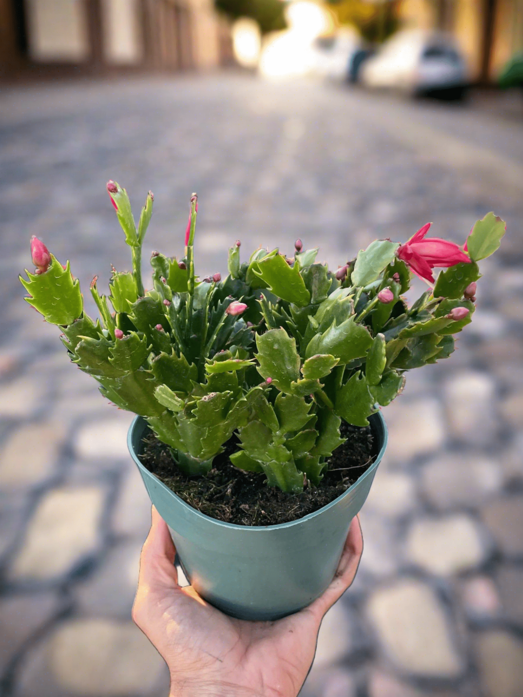 Zygocactus 'Christmas Cactus' - Plantonio