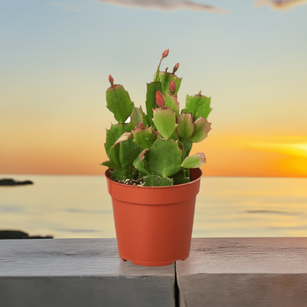 Zygocactus 'Christmas Cactus' - Plantonio