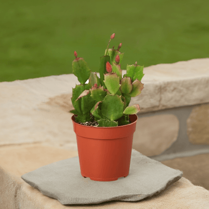 Zygocactus 'Christmas Cactus' - Plantonio