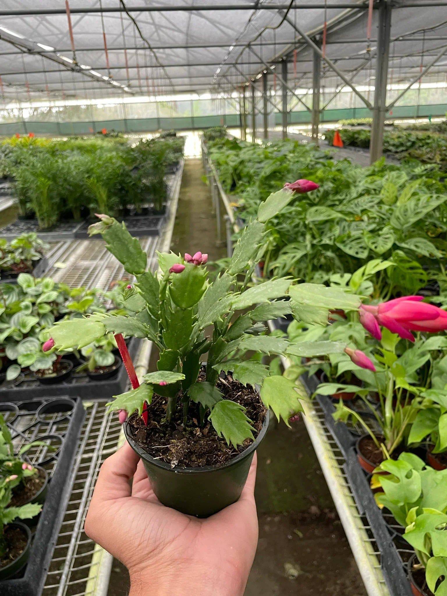 Zygocactus 'Christmas Cactus' - Plantonio