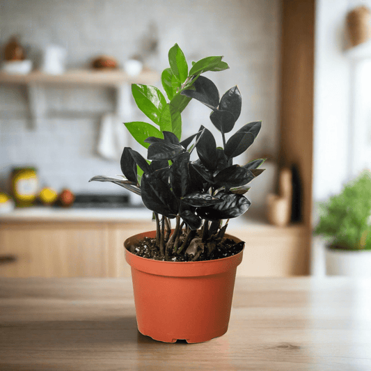 ZZ Zamioculcas 'Black Queen' - Plantonio