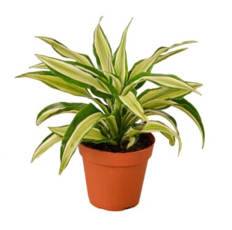 Two potted indoor plants on a tray with text 'Refresh your House with New Indoor Plants!'