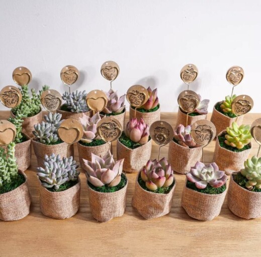 Variety of assorted succulents in colorful pots.