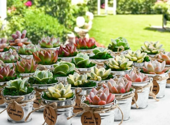 Colorful arrangement of various succulents in decorative pots.