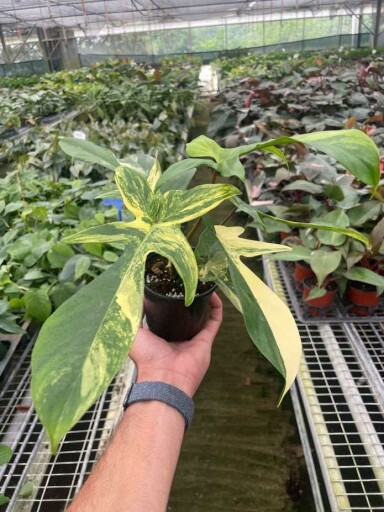 Philodendron Florida Beauty Variegated close-up