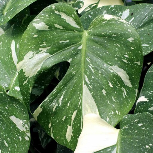 Variegated monstera leaves with green and white patterns