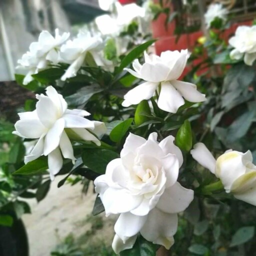 Indoor gardenia plant with lush green leaves