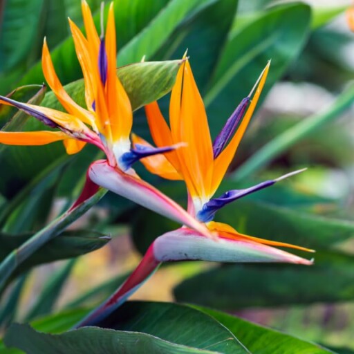 Orange Bird of Paradise Plant in a pot