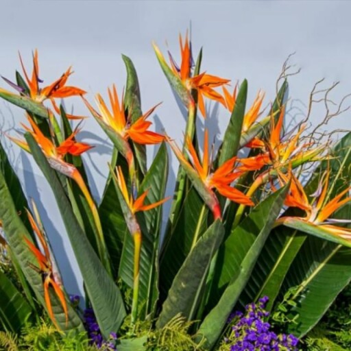 Close-up of Orange Bird of Paradise flowers