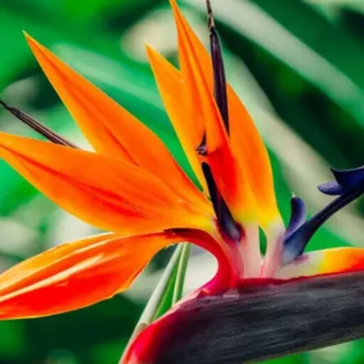 A beautiful indoor setting with Orange Bird of Paradise Plant