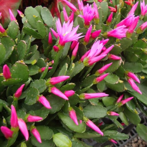 Light Pink Easter Cactus in a pot