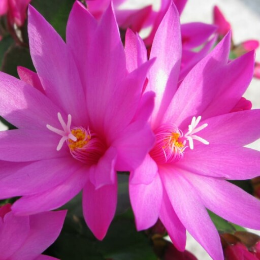 Light Pink Easter Cactus in bloom